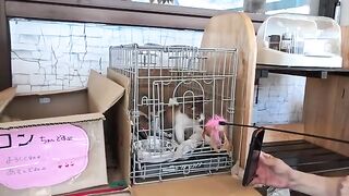The new employee who showed up at the *chanpon* shop under the bridge turned out to be—of all things—a kitten.