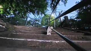 When I went to the shrine in the evening, the cats had gathered there.