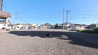 Spotted in a fishing port town! A cat lying right in the middle of the road—it was just too cute.