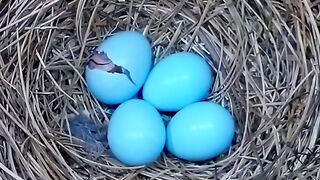 A Tiny Chick Hatched... Minutes Later, Dad Made the Ultimate Rescue!