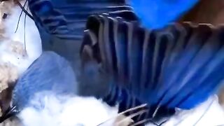 The Rarest White Egg Ever Recorded? Watch This American Bluebird Miracle Unfold!