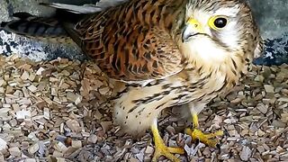 The Amazing Life Cycle of Kestrel Chicks Will Leave You Speechless!