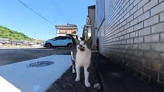 Some cats run away a little, while others don't run away at all—their individual personalities were just too cute.