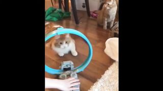 Funny Animal Video Part 1