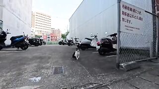 I ran into a cat in a back alley of a drinking district on a Sunday evening; the moment it saw my face, it had something to say.