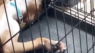 Funny Animal Video Part 2