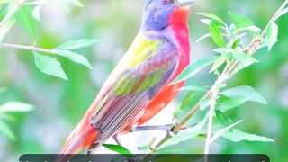 Nature's little songbird