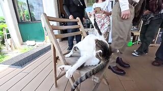There was a cat at the champon shop I stopped by while out on a motorcycle ride.