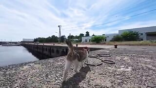 I tried following a cat taking a stroll around the fishing port.