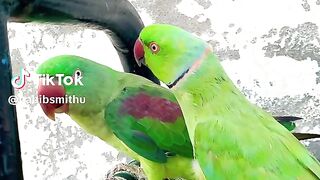 Taking Parrot 3