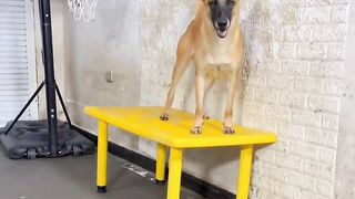 The Most Obedient Malinois You’ll See Today!
