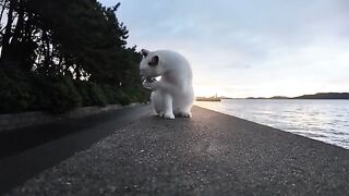 Sunset and a cat