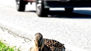 Heartbroken Ducklings Get Second Chance