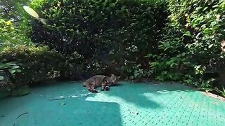 A cat was sleeping in the park; when I got close, it woke up and said hello...