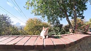 All they want is to be petted... The brown-and-white cat's demands—never satisfied no matter how much you pet them—are just too cute to refuse.