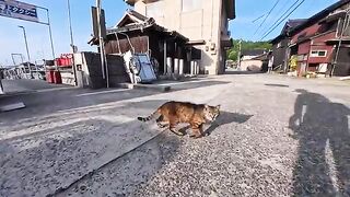 The harbor cat was trotting along, then suddenly flopped down right in the middle of the road... It was so free-spirited, it made me laugh.