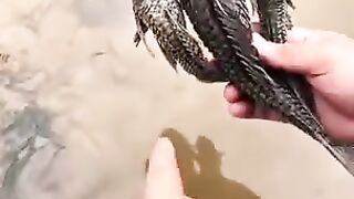 Poisson fantôme