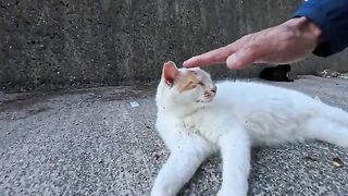 I met a brown-and-white cat at a seaside park; it absolutely loved having its lower back tapped—so adorable!