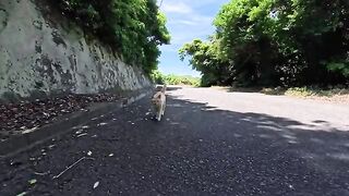 I met a cat on a mountain path; it was really trying to talk to me, so I gave it some Churu.