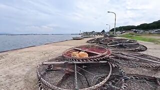 The nets drying at the fishing port had become the perfect beds for the cats—it was just too cute.