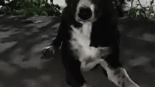 Dog is so hungry