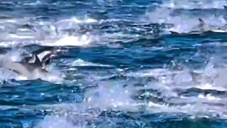 Sea animals 2