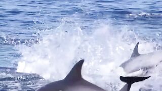 Sea animals 3