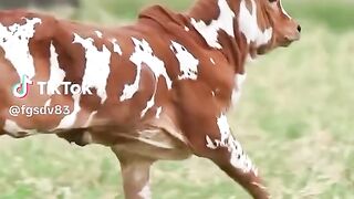 So Cute Cow 2