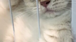 kucing 28