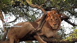 Real Lion 2