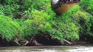 This giant snake is the owner of the jungle