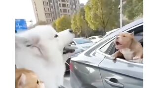 Cat and dog 10