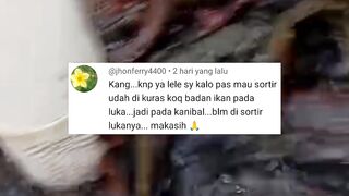 Lele luka-luka ini penyebab dan cara mengatasinya
