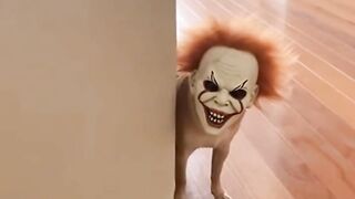 It's scared ne | #viral #febpost #fyp