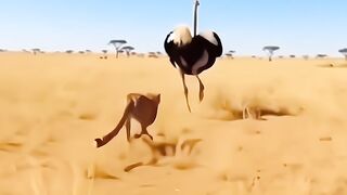 Cheetah's Lightning Fast Hunt! 🐆⚡ Zebra Had No Chance #shorts