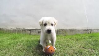 dogieeee