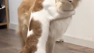 The Most Affectionate Cat Hug You'll Ever See!