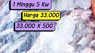 Regular Harvests Are Very Beneficial in Catfish Farming Ponds