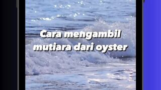 Cara Mengambil Mutiara Oyster, Benarkah Disebut Air Mata Mermaid? 🧜‍♀️🦪✨
