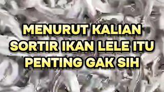 Menurut kalian SORTIR ikan lele itu penting atau tidak