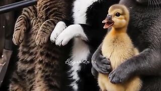 Funny videos #funnyvideos #funnycat #funny #cat