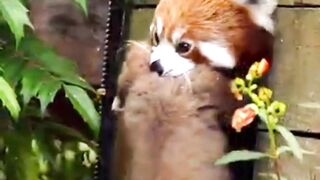 Did You Know These Unknown Facts About Red Panda?