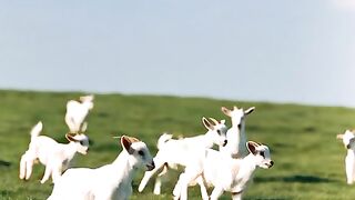 Mr nices farm