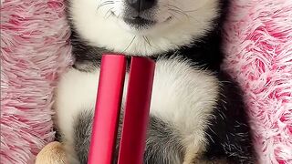 ASMR - Dogie Smile