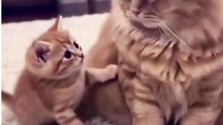 kucing 29