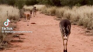 Cute Animals 8