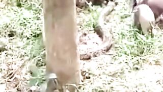 Hungry Python Attacks Pigs, See What Happens Next