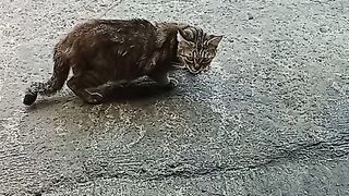 Mpus makan kepala ikan 🐟