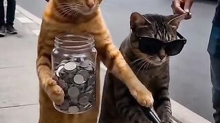 Owen dan belang