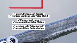 Manfaat Lele Kita Puasakan